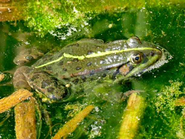 istock common water frog in a pond in Germany 1255838999