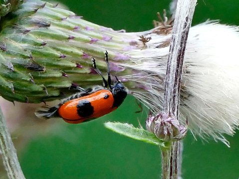 froghopper on a thistle in Germany