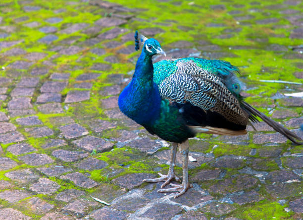 Peacock Hiding in Green Grass