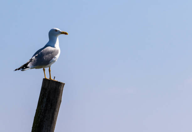 istock seagull standing on a wooden post with blue Sky Background 1255842528