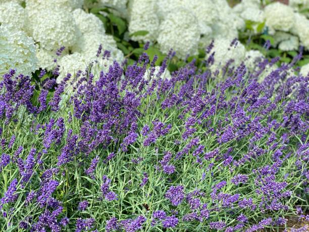 istock Still life in the garden 1255843551