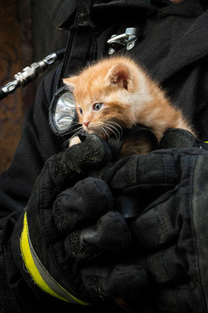 istock kitten in the hands of a lifeguard 1255843620
