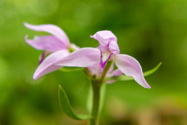 Red Helleborine (Cephalanthera rubra) in natural habitat