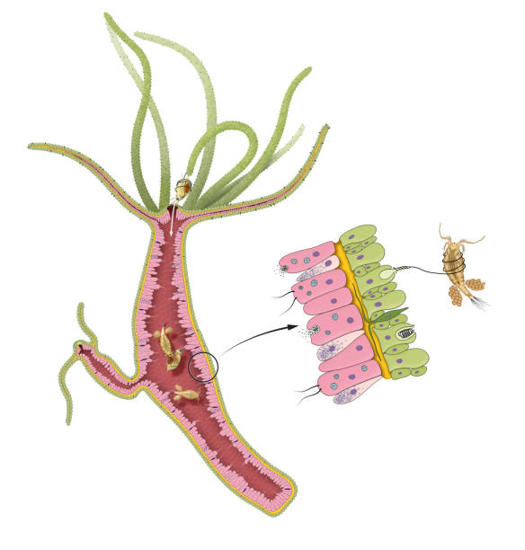 гидра кормления - paramecium stock illustrations