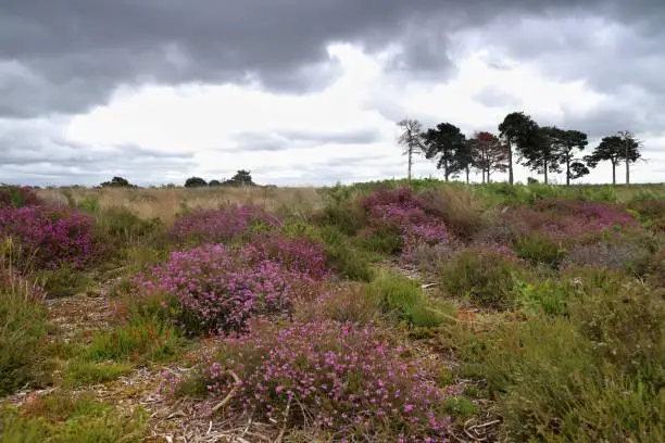 A moody sky full of rain hangs over clusters of pink heather.