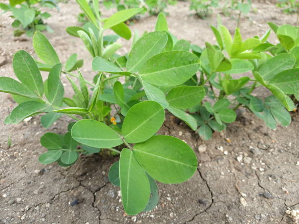 istock Green trees of groundnuts in the field 1255847378