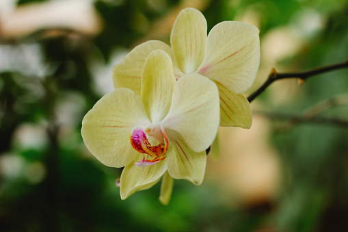 The yellow Orchid on green background