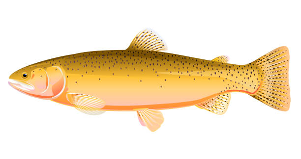 ilustrações, clipart, desenhos animados e ícones de ilustração de peixe de truta cutthroat - cutthroat trout