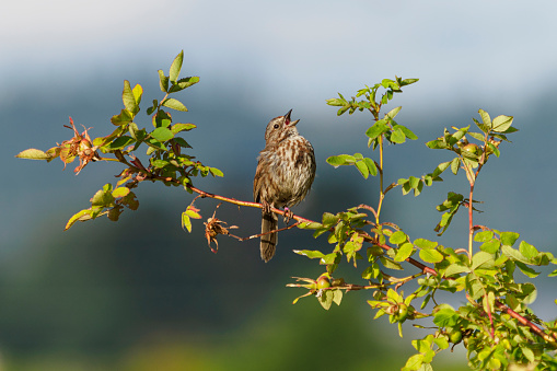 A song sparrow perched on a branch. In the Willamette Valley of Oregon. Has a soft, defocused background.