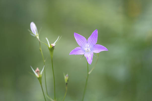 Wild flower in the meadow Campanula patula