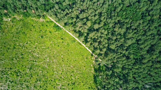 istock Birds eye aerial top view on wild forest area, path and forest clearance, green trees from above, pine forest background 1255848655