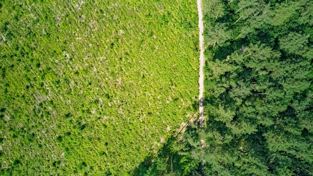 istock Birds eye aerial top view on wild forest area, path and forest clearance, green trees from above, pine forest background 1255848659