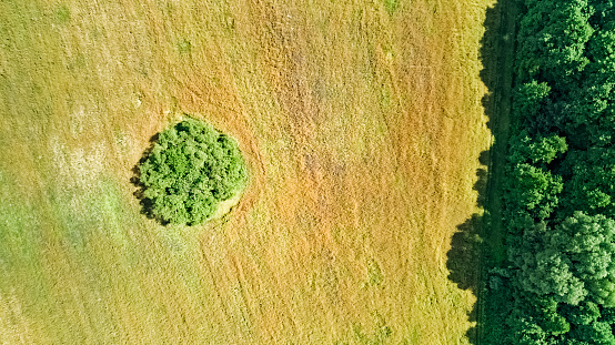 Birds eye aerial top view of rural field with isolated forest island area, green trees and meadows from above