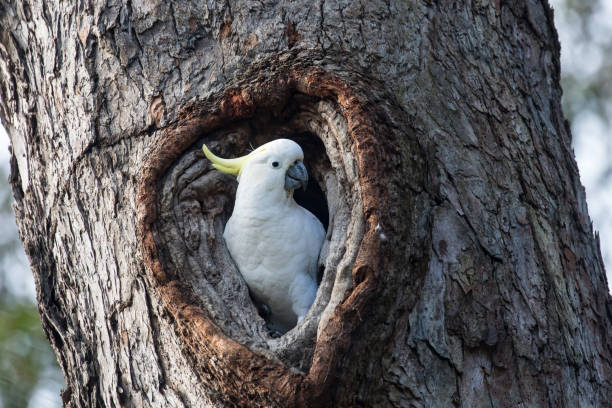 istock Sulphur-crested Cockatoo 1255850901