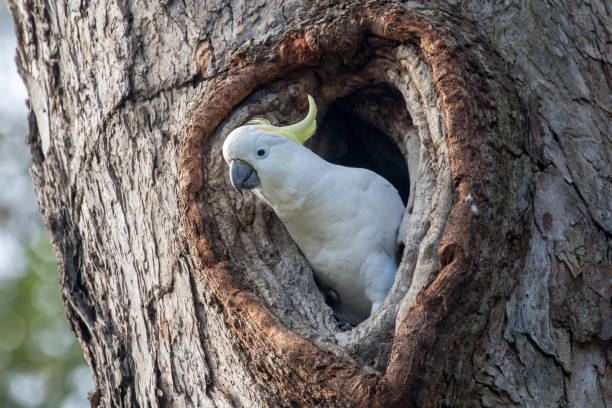 istock Sulphur-crested Cockatoo 1255850902