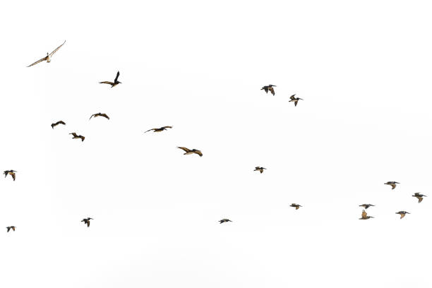istock Silhouette of flying pelicans on white background 1255850955