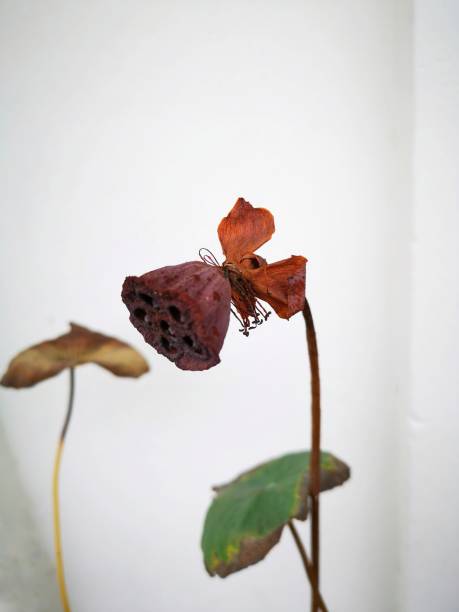 istock Dried lotus flowers. 1255851119