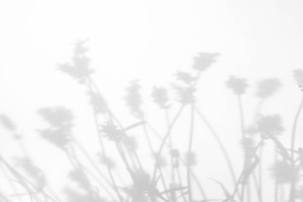istock Gray shadows of lavender flowers and grass 1255853511