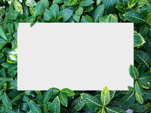 istock Top view nature concept, Paper frame layout note, Flat lay on green Leaves background 1255853717