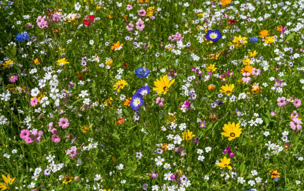 istock Beautiful colorful flower meadow in summer 1255853760