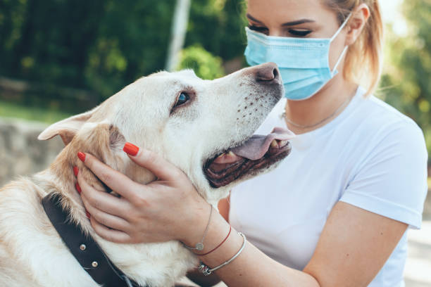 nahaufnahme foto von einer kaukasischen blonden frau mit medizinischer maske auf gesicht spielen draußen mit ihrem hund - action dog outdoors animal trainer stock-fotos und bilder