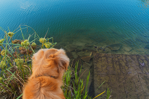 Back view of a curious golden retriever looking at a terrapin swim by
