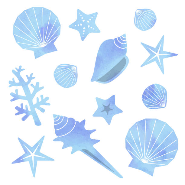 deniz kabukları seti, suluboya tarzı - seashell illüstrasyonlar stock illustrations