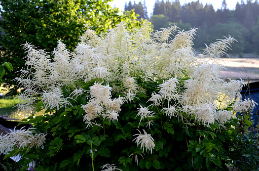 aruncus, dioicus, sylvestris, sylvester, white, bunch, dew, sunrise, morning, meadow, flower, nature, plant, green, flowers, garden, spring, purple, pink, flora, blossom, bloom, summer, natural, macro, blooming, beauty, floral, beautiful, field, plants, fresh, botanical, leaf