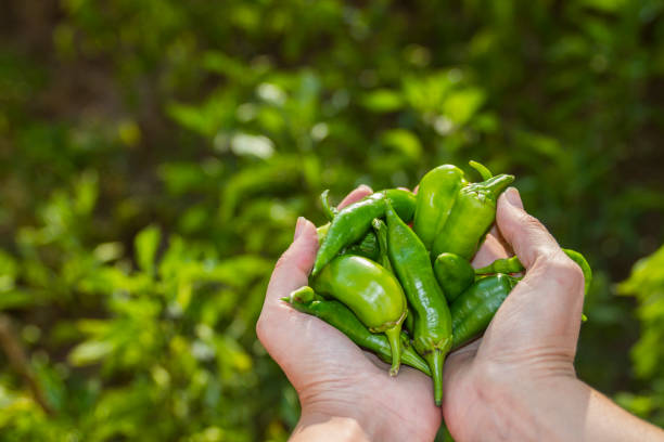 istock Freshly Picked Green Peppers From The Garden 1255860702