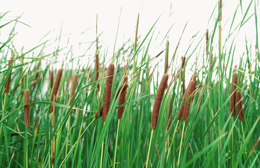 Kolom Typha Angustifolia Rumput Hijau Dan Bunga Coklat Ekor Kucing