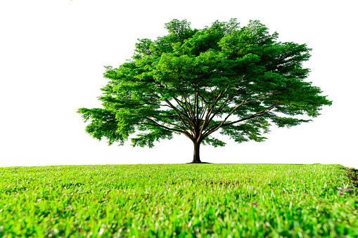Big green tree with beautiful branches and green grass field isolated on white background. Lawn in garden on summer. Sunshine to big tree on green grass land. Nature landscape. Park decoration.