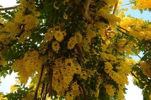 istock Cassia fistula, commonly known as golden shower, 1255861807