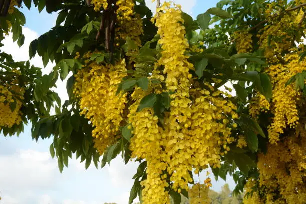 Cassia fistula, commonly known as golden shower, purging cassia,Indian laburnum, or pudding-pipe tree,