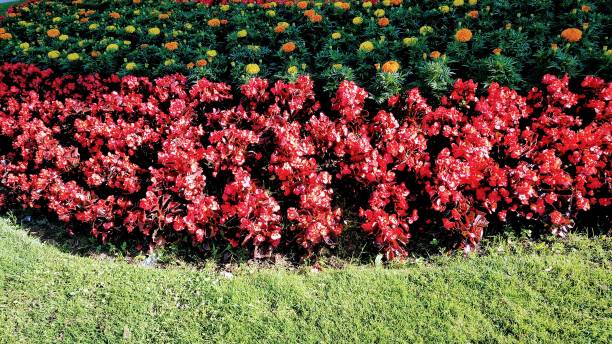 Beautiful garden flower bed, garden detail in summer time, sunny morning, Lugo city,Galicia, Spain.