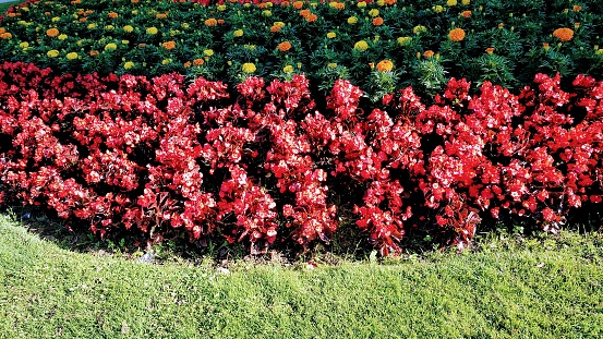 Beautiful garden flower bed, garden detail in summer time, sunny morning, Lugo city,Galicia, Spain.