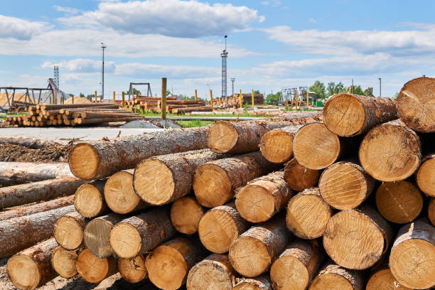 piles de billots dans la cour de bois - unbarked timber photos et images de collection