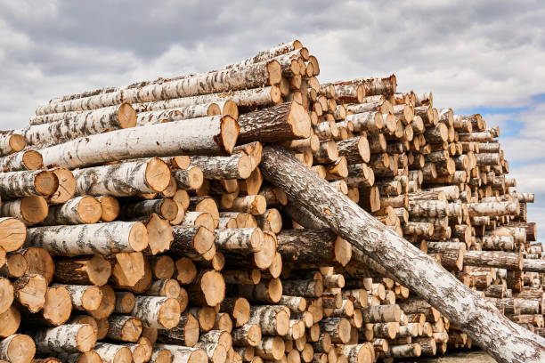 huge stack of birch logs prepared for processing - silviculture imagens e fotografias de stock