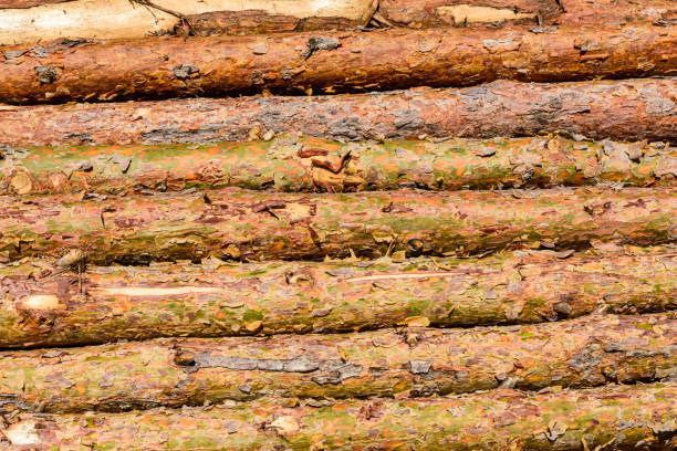 Pine round timber on building construction site