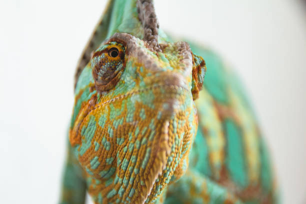 istock Close-up photo of chameleon on white background 1255865950