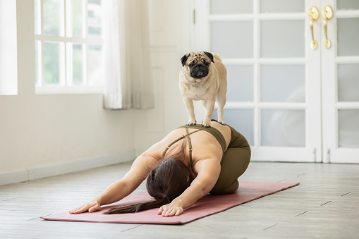 Asian young woman practice yoga with dog pug breed enjoy and relax with yoga at home,Recreation with Dog Concept
