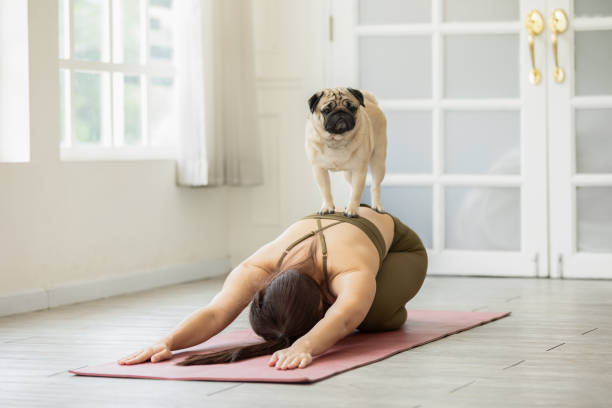 Asian Young Woman Practice Yoga With Dog Pug Breed Enjoy And Relax With Yoga  At Homerecreation With Dog Concept Stock Photo - Download Image Now - iStock