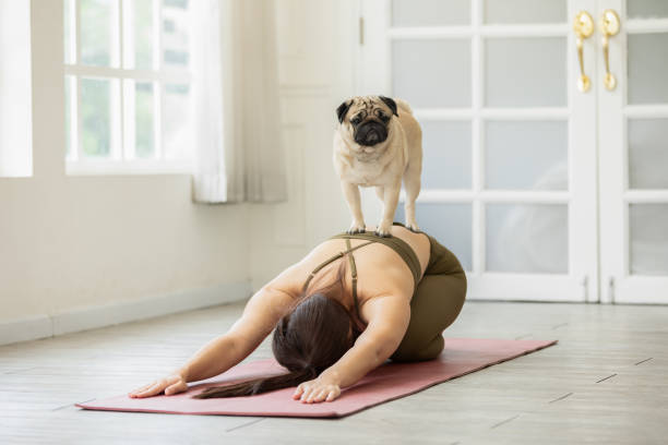 7,511 Funny Yoga Stock Photos, Pictures & Royalty-Free Images - iStock | Funny yoga pose, Funny yoga woman, Funny yoga home 7,511 Funny Yoga Stock Photos, Pictures & Royalty-Free Images - iStock | Funny yoga pose, Funny yoga woman, Funny yoga home
