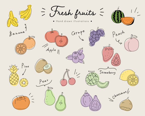 satz von handgezeichneten illustrationen von früchten - fruit stock-grafiken, -clipart, -cartoons und -symbole