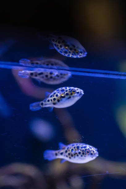 istock Tropical fishes 1255866381