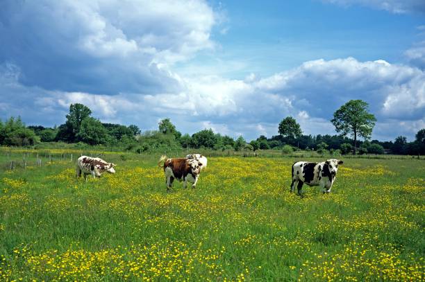 istock Normandy Cow, Domestic Cattle in Calvados 1255866430