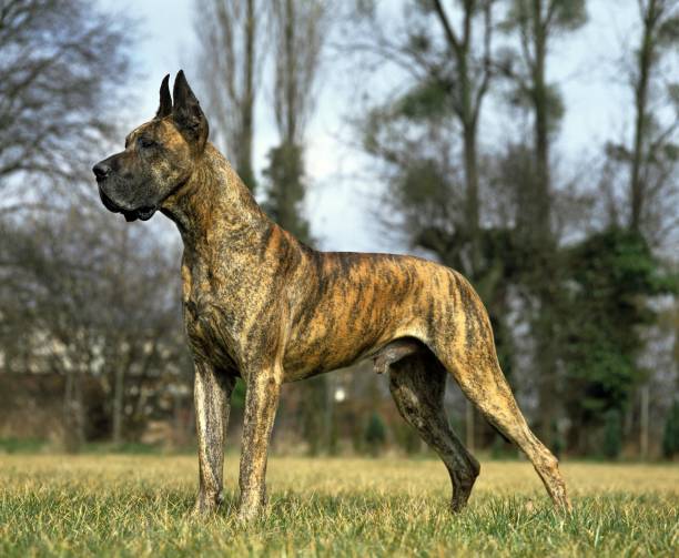 istock Great Dane or German Mastiff Dog, Male, (Old Standard with Cut Ears) 1255866441