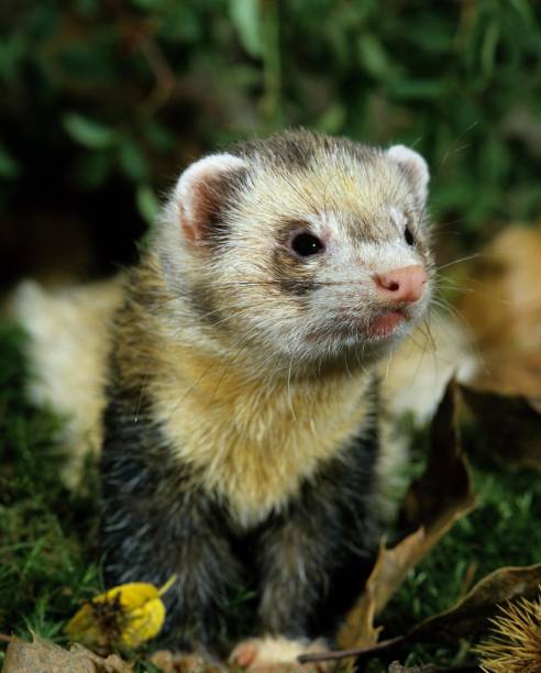 istock European Polecat, mustela putorius 1255866465