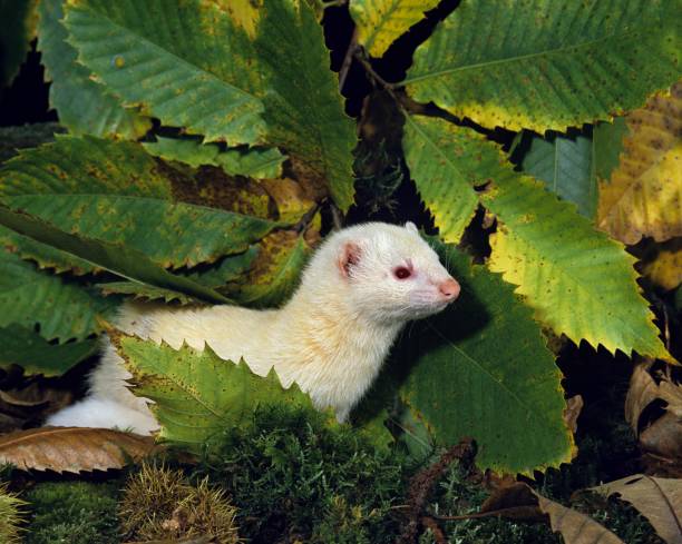 istock Ferret, mustela putorius furo 1255866471