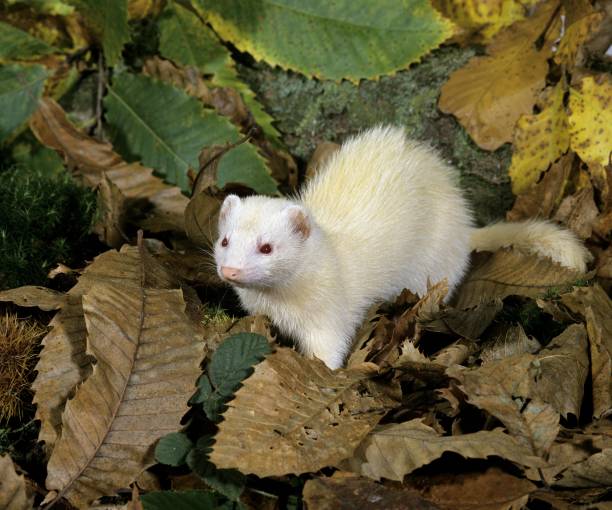 istock Ferret, mustela putorius furo 1255866491
