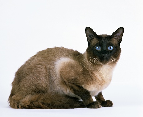 Balinese Domestic Cat against White Background